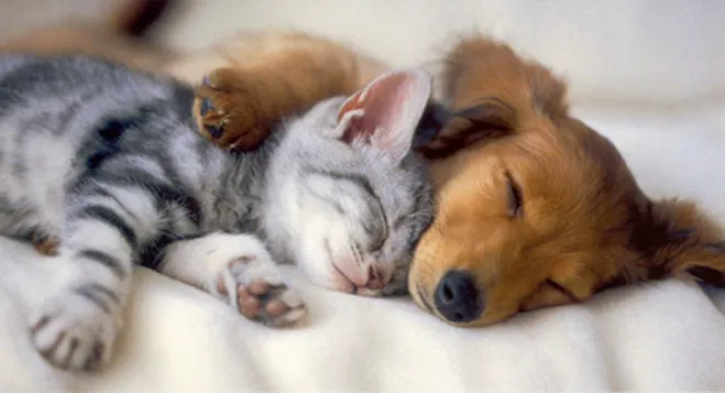 Pleasant Hill Animal Hospital Picture 5