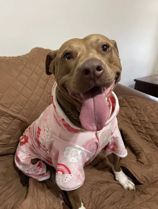 Peach Paws Animal Hospital Picture 2