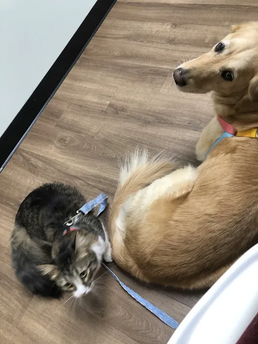 Peach Paws Animal Hospital Picture 4