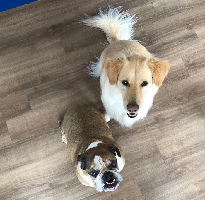 Peach Paws Animal Hospital Picture 10