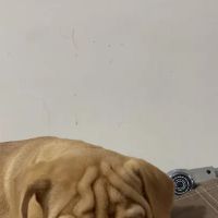 All Creatures Animal Hospital ico