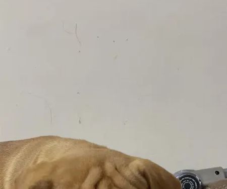 All Creatures Animal Hospital