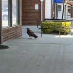 Dunwoody Animal Medical Center