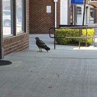 Dunwoody Animal Medical Center ico
