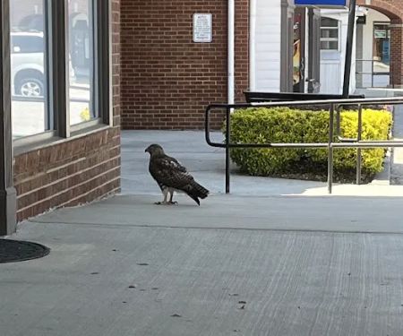 Dunwoody Animal Medical Center