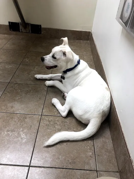 Peachtree Corners Animal Clinic Picture 3