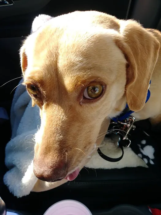 Peachtree Corners Animal Clinic Picture 7
