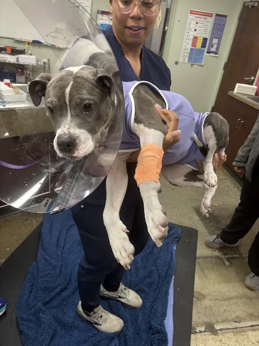 Village Animal Hospital Picture 2