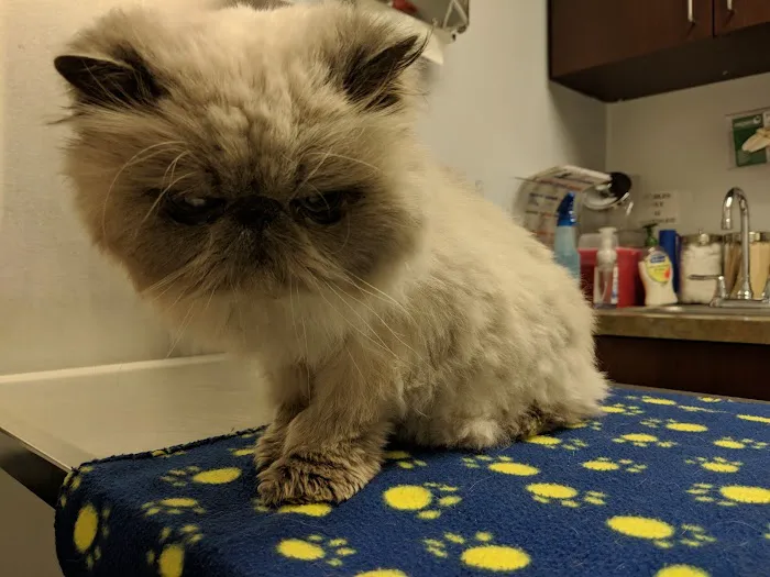 Village Animal Hospital Picture 5