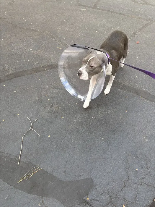 Village Animal Hospital Picture 3