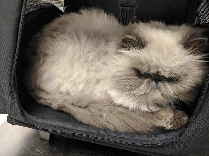 Village Animal Hospital Picture 6