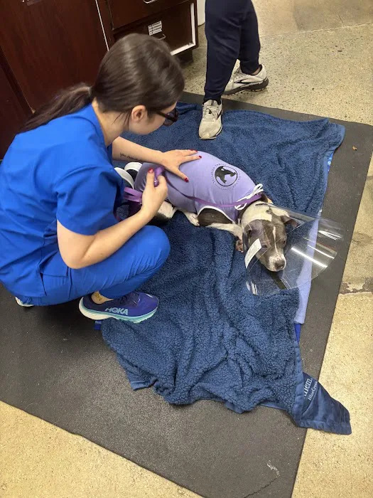 Village Animal Hospital Picture 7