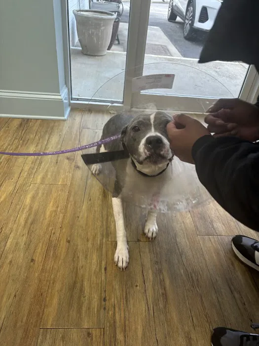 Village Animal Hospital Picture 8