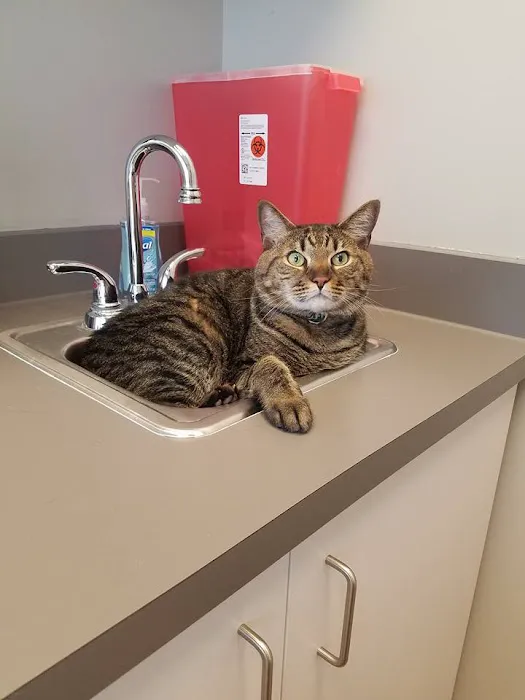 VCA Dunwoody Veterinary Center Picture 4