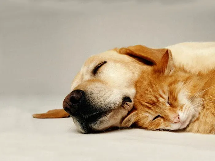 VCA Dunwoody Veterinary Center Picture 8