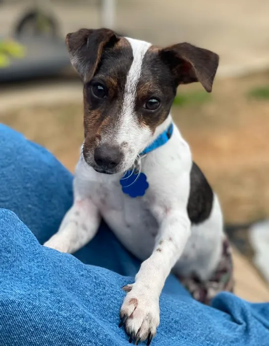 BluePearl Pet Hospital Picture 2