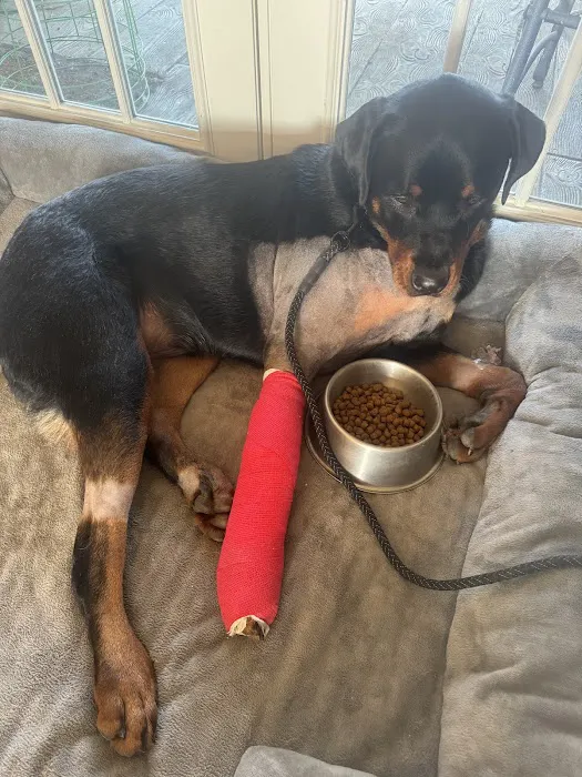 BluePearl Pet Hospital Picture 1