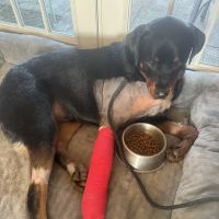 BluePearl Pet Hospital ico