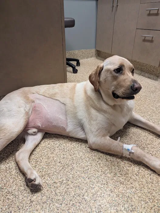 BluePearl Pet Hospital Picture 4