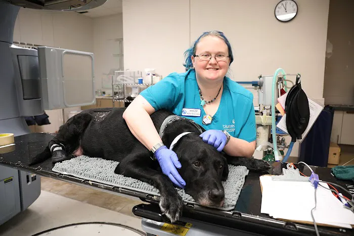 BluePearl Pet Hospital Picture 6
