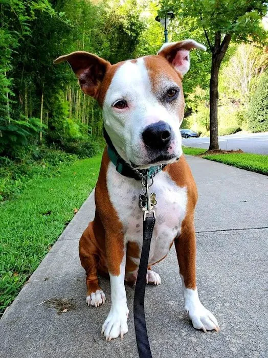 Georgia Veterinary Specialists Picture 2