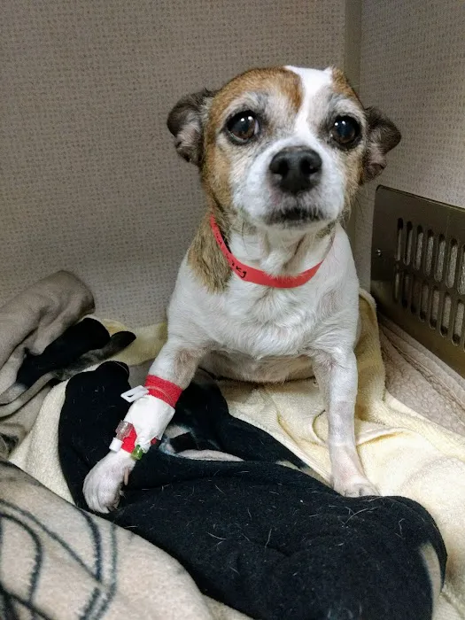 Georgia Veterinary Specialists Picture 1