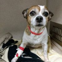 Georgia Veterinary Specialists ico