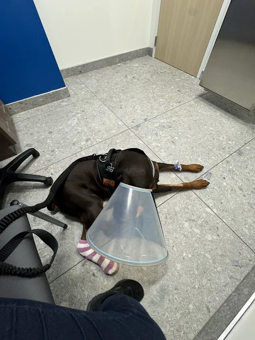 BluePearl Pet Hospital Urgent Care Picture 2