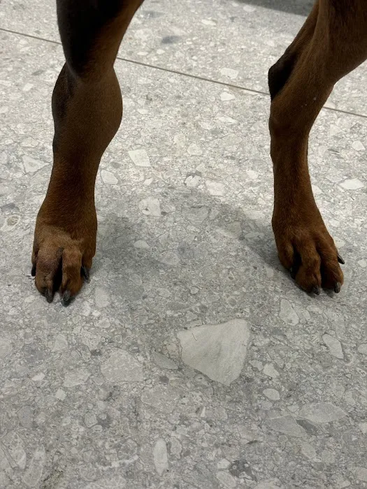 BluePearl Pet Hospital Urgent Care Picture 1
