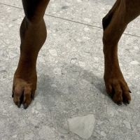 BluePearl Pet Hospital Urgent Care ico