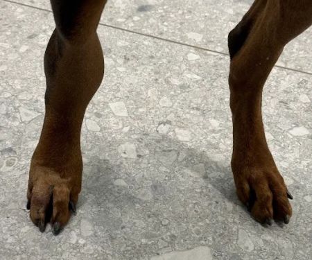 BluePearl Pet Hospital Urgent Care