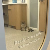 Chewy Vet Care Perimeter ico