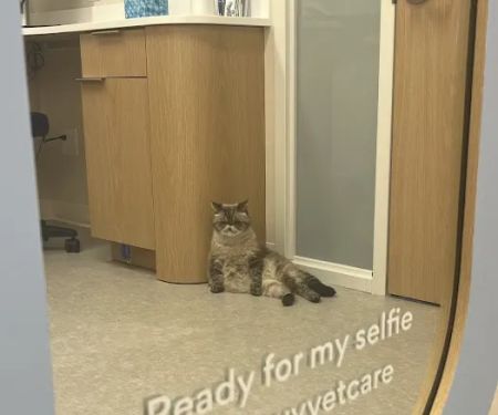 Chewy Vet Care Perimeter