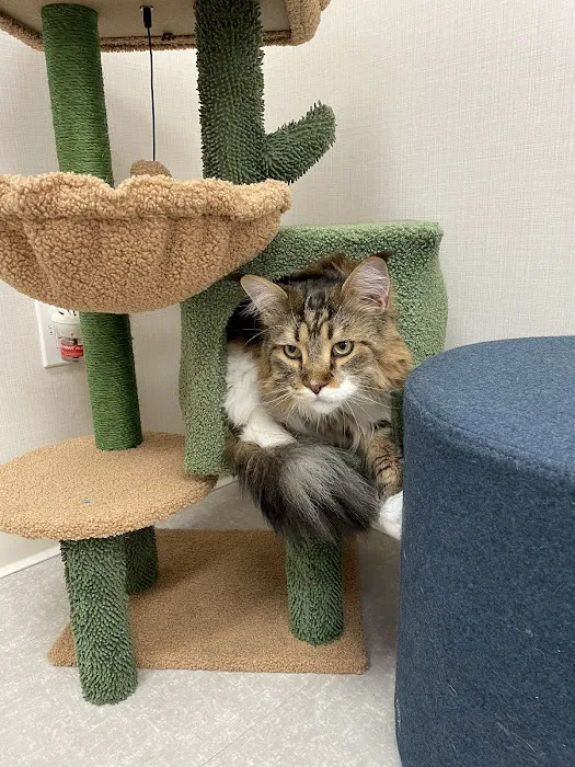 Chewy Vet Care Perimeter Picture 3