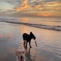 Vernon Woods Animal Hospital ico