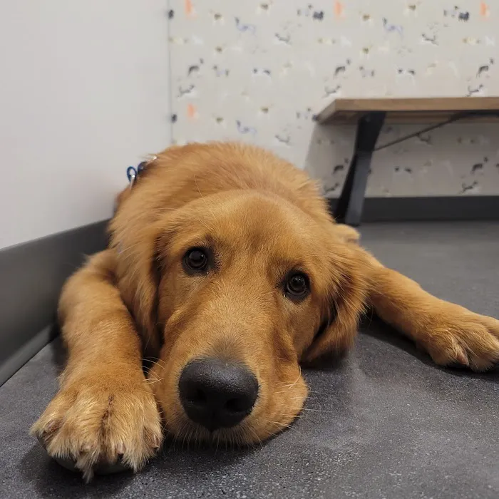 Thrive Pet Healthcare - Buford Picture 1