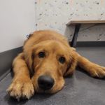 Thrive Pet Healthcare - Buford