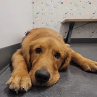 Thrive Pet Healthcare - Buford ico