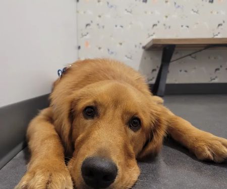 Thrive Pet Healthcare - Buford