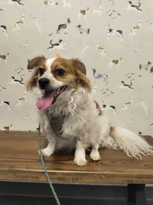 Thrive Pet Healthcare - Buford Picture 6