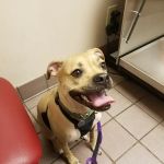 VCA Falcon Village Animal Hospital