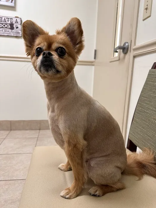 VCA Falcon Village Animal Hospital Picture 2