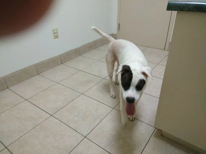 VCA Falcon Village Animal Hospital Picture 3