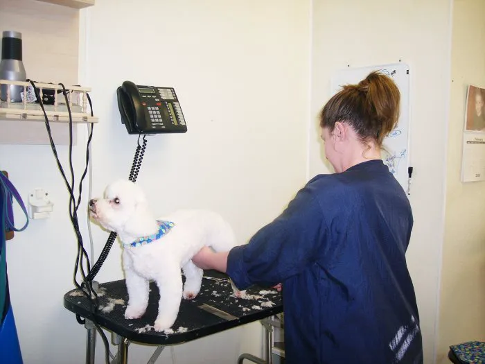 VCA Falcon Village Animal Hospital Picture 9