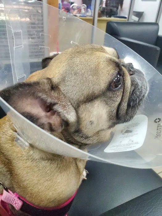 SurgiPet Affordable Surgery & Dentistry Picture 4