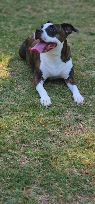 SurgiPet Affordable Surgery & Dentistry Picture 8