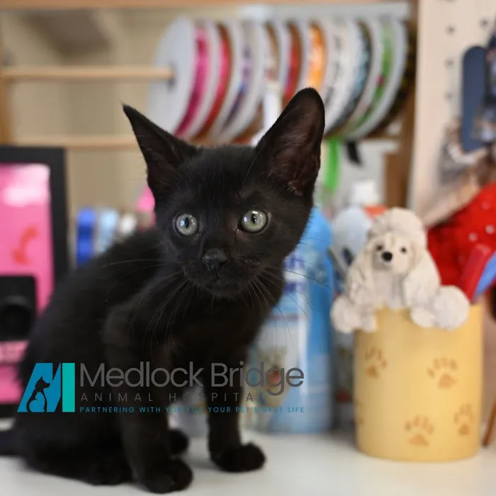 Medlock Bridge Animal Hospital Picture 10