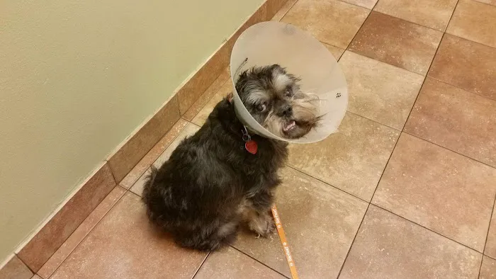 Banfield Pet Hospital Picture 1