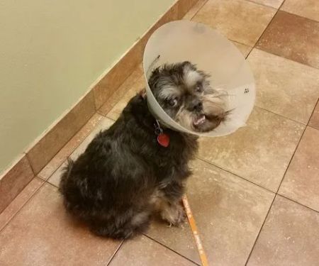 Banfield Pet Hospital
