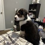 Browns Bridge Animal Hospital